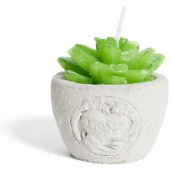 Bougie plante dans pot ciment Ø5xH7cm