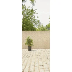 Brise-vue osier roseau pelé L300x200cm