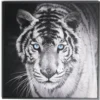 Cadre déco en bois photo tigre blanc 30x30cm