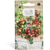 Semence de tomate Vilma