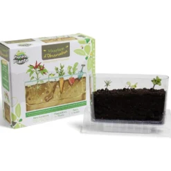 Vivarium d'observation racines de légumes